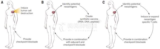 肿瘤新抗原免疫治疗为肿瘤患者带来福音