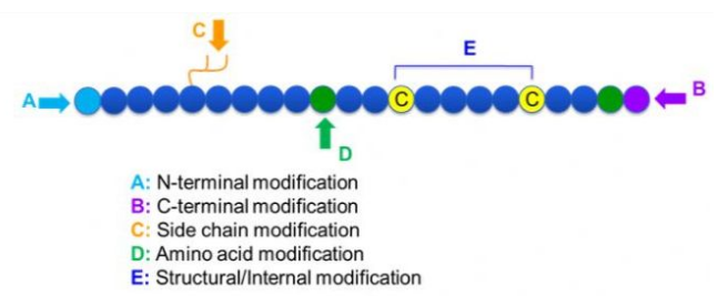 Polypeptide modification