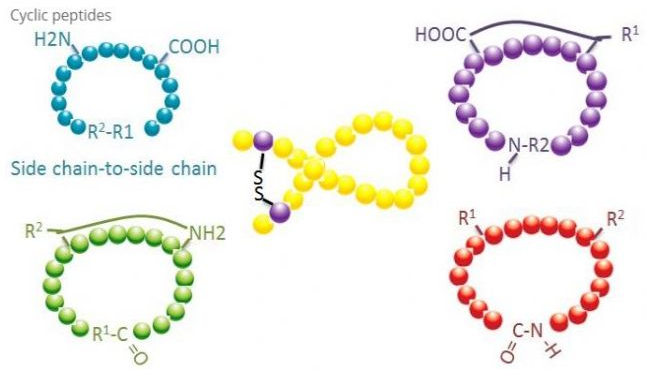 Polypeptide modification