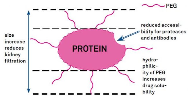 Polypeptide modification