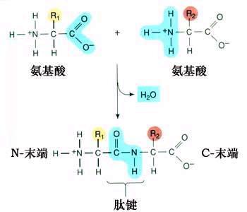 一个肽键叫二肽，两个肽键叫什么（都说几个肽键就叫几肽）