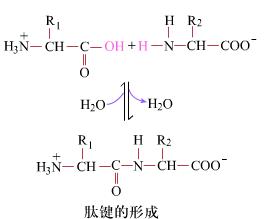 一个肽键叫二肽，两个肽键叫什么（都说几个肽键就叫几肽）