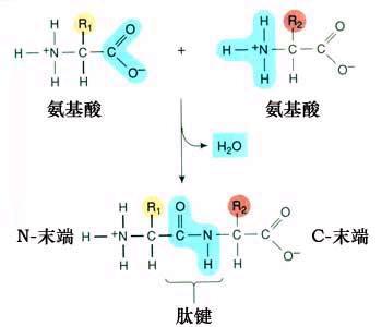 什么叫肽键?肽键的作用有哪些?