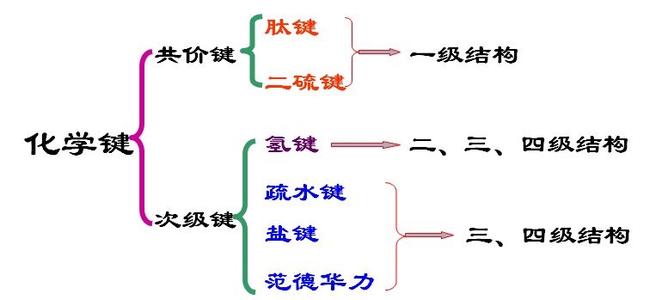 什么叫肽键?肽键的作用有哪些?