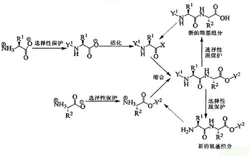 多肽合成概述及原理（及相关合成仪器）
