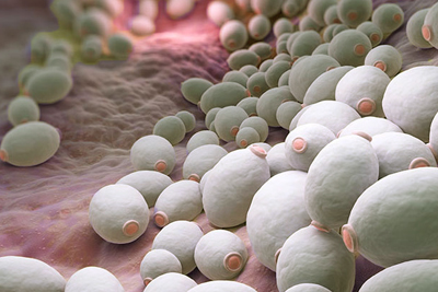 奥米加南  专杀细菌的新型抗菌药物