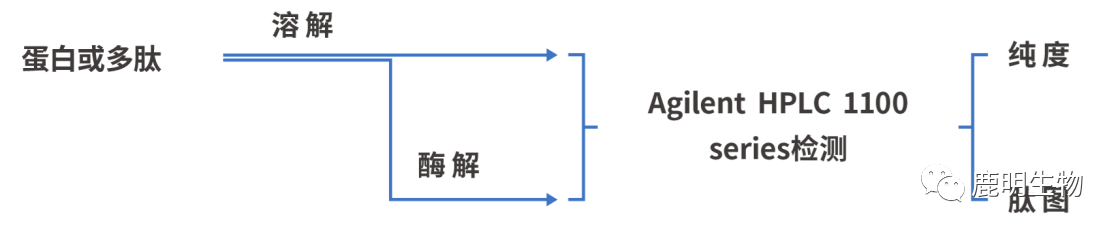 生物药定性分析检验（蛋白质、多肽）、临床医学前DMPK科学研究及微生物剖析、生物药