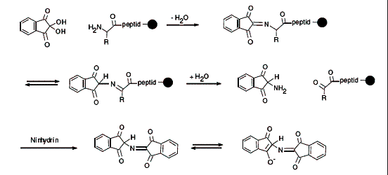 固相多肽合成的基本概念