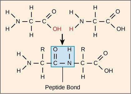多肽合成如何做，多肽合成及运用进度介绍