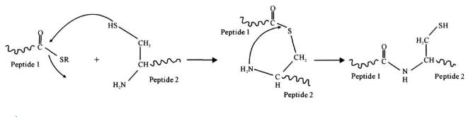 多肽合成如何做，多肽合成及运用进度介绍
