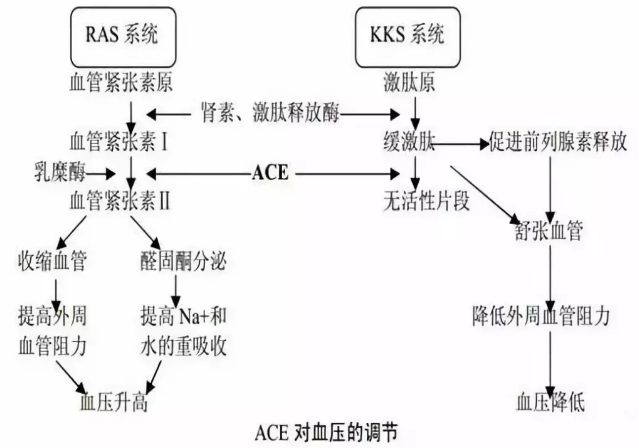 多肽类的功效有哪些，人们早已发现的多肽类功效