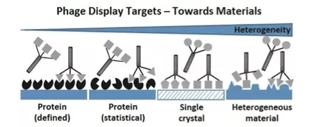 噬菌体展示与下一代测序结合用于聚丙烯结合肽筛选
