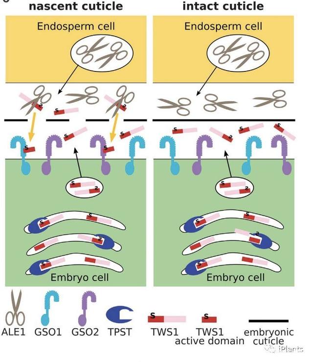 《科学》：发现活性多肽活动对種子生长发育是必不可少的
