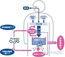 鹅肌肽如何降低尿酸？