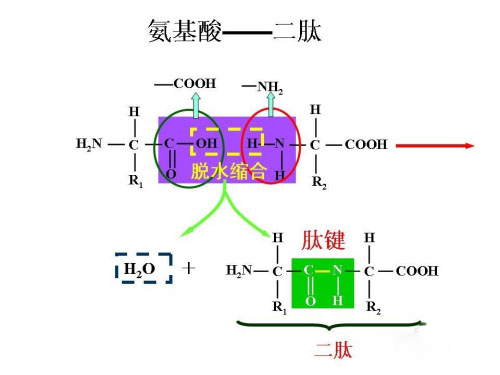 Dipeptide