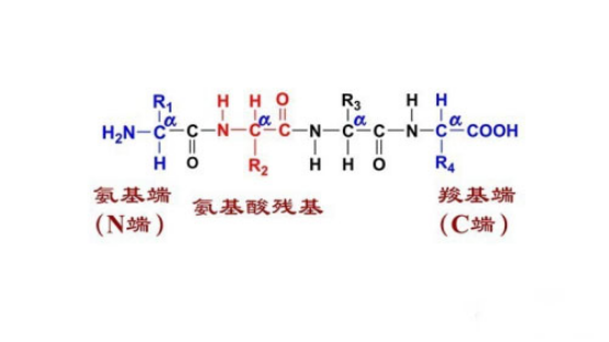 Tetrapeptide
