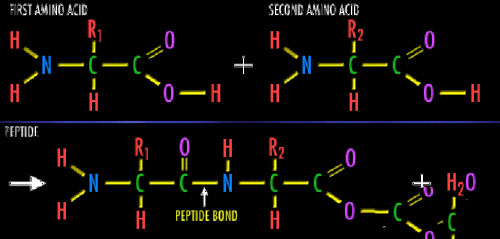 Pentapeptide