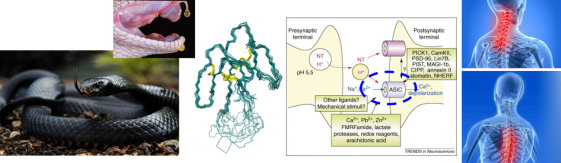 《elife》：非洲黑曼巴蛇毒多肽特异性识别并抑制疼痛以及相关人源酸敏感通道的结构基础