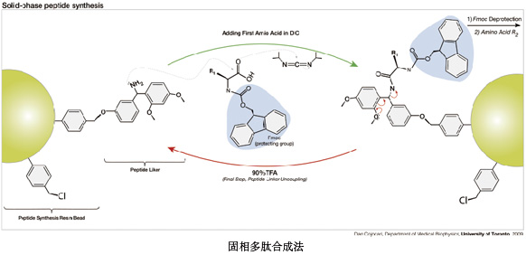 固相合成多肽的研究进展及展望一起来了解一下吧