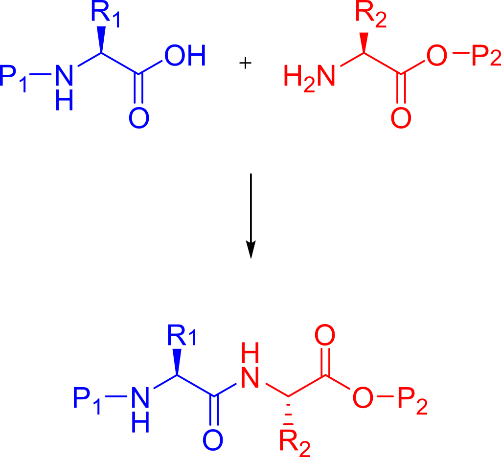 Coupling of two amino acids in solution.One unprotected amine reacts with another unprotected carboxylic acid group to form a peptide bond.In this example, the second reactive group (amine/acid) in each starting material carries a protective group.