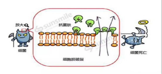 生物抗菌多肽在口腔疾病治疗中的应用