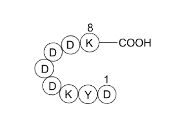 Flag-tag多肽，Flag-tag Peptide，98849-88-8