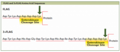 FLAG-Tag Peptides Tagged with Small Molecule Short Peptides