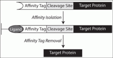 FLAG-Tag Peptides Tagged with Small Molecule Short Peptides