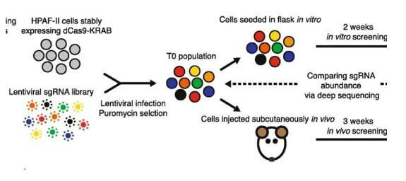 揭密lncRNAs在胰腺癌发生全过程中所扮演的重要角色