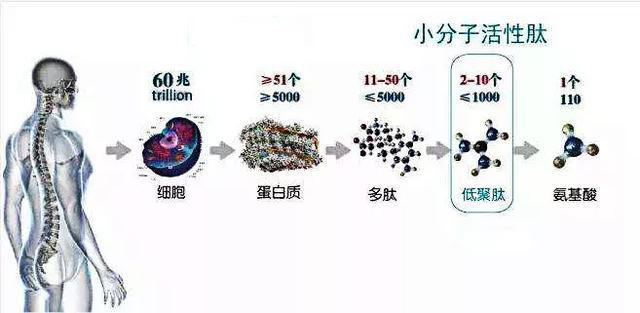   小分子活性肽 Small molecule active peptide