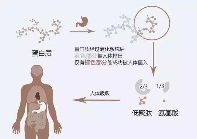 Peptide science: definition and characteristics of peptide drugs