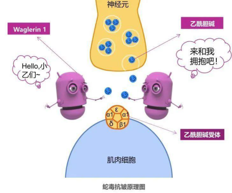 护肤品中的肽是什么?