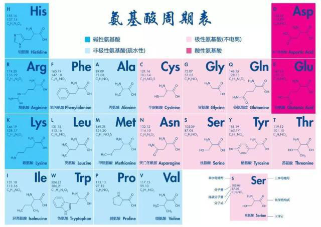 多肽的基本组成单位，氨基酸的结构与分类