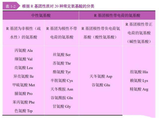 多肽的基本组成单位，氨基酸的结构与分类