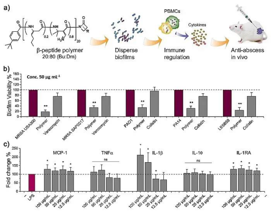 Polypeptide polymer, anti biofilm activity, immunomodulatory function