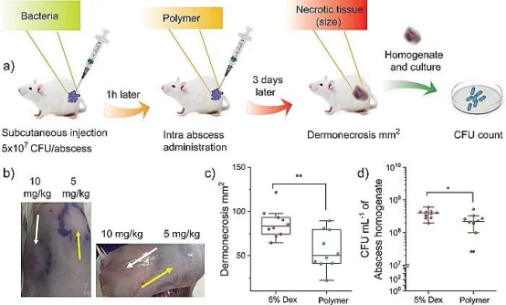 a: The results showed that polypeptide polymer 20:80 Bu: DM anti ulcer infection model in mice (Pseudomonas aeruginosa); B: subcutaneous toxicity test; C: healing function in ulcer infection; D: antibacterial activity in ulcer infection