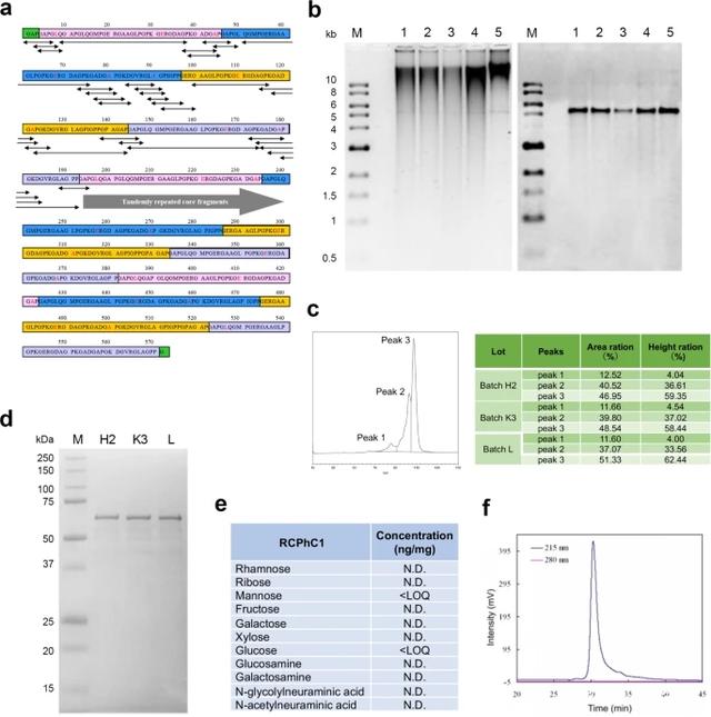 Nature:最新发现人类重组胶原蛋白多肽可作为一种通用的骨移植生物材料