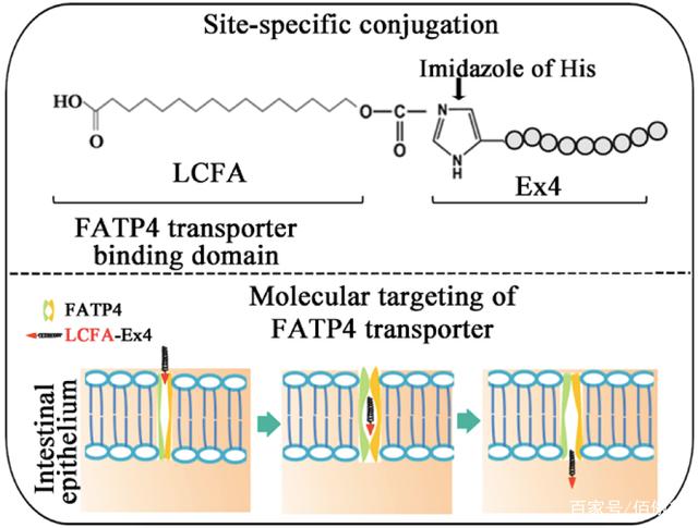 LCFA-Ex4 is transported into cells via FATP4.jpg