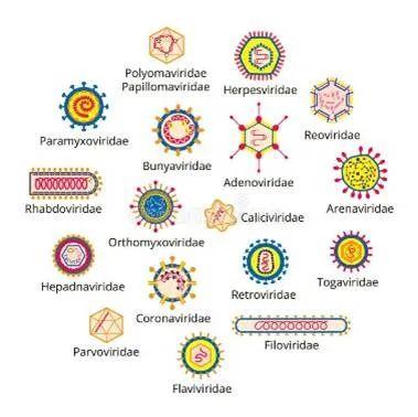 Schematic of the structures of various viruses.jpg