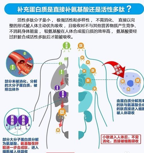 活性多肽与人们身心健康，你了解多少！