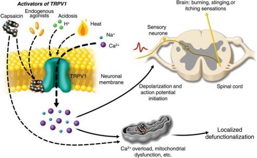 Anti inflammatory mechanistic pathways by anti-inflammatory peptides.jpg