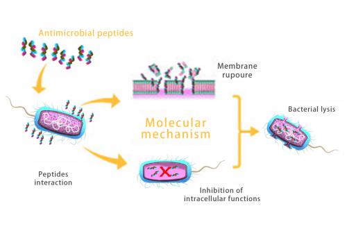 Bacteriostatic pathway for cell membrane lysis of antimicrobial peptides.jpg