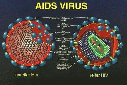定向制导既可以“双重打击”，又可以“一箭双雕”——抗艾滋病病毒长效抑制肽与广谱中和抗体的联用策略