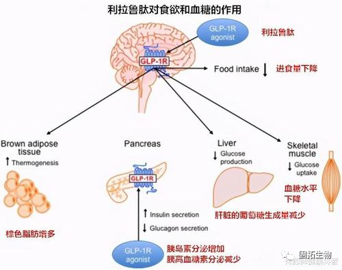 苏氨酸-对接法之先修饰后联接合成利拉鲁肽