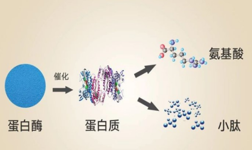 蛋白质和小分子肽哪一个更有用？