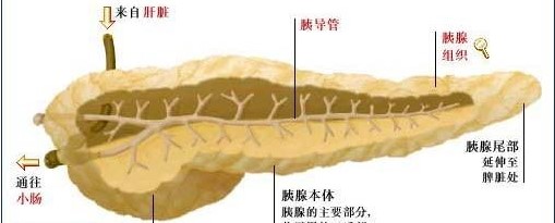 帕西瑞肽可防止手术后胰瘘，你知道吗？
