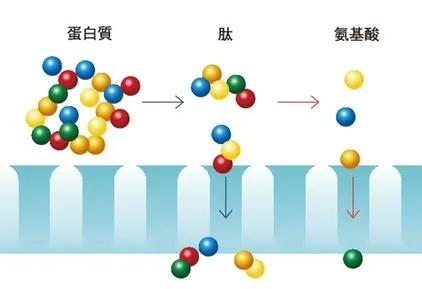 重大成果！金矿石力小分子肽——刷新传统式癌症治疗