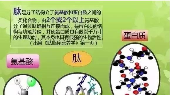 小分子肽与蛋白的差别小分子肽与氨基酸的差别