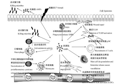 固拓生物—抗菌肽的作用你了解多少