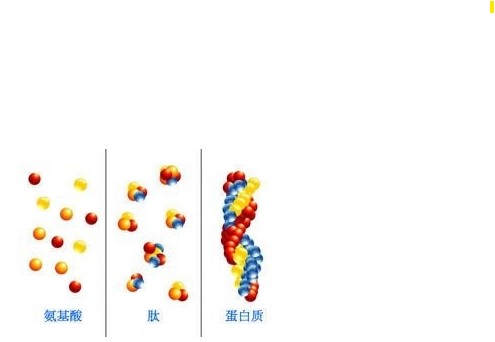 固拓生物-美容多肽与其他护肤品活性物的对比